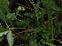  (Pucciniastrum pyrolae - FDS-CA-05024)  @11 [ ] by (2024) Justin Paulin Fungal Diversity Survey