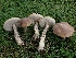  ( - FDS-CA-05091)  @11 [ ] by (2024) Mandy Hackney Fungal Diversity Survey