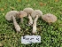 ( - FDS-CA-05091)  @11 [ ] by (2024) Mandy Hackney Fungal Diversity Survey