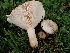  ( - FDS-CA-05109)  @11 [ ] by (2024) Mandy Hackney Fungal Diversity Survey
