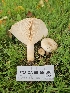  ( - FDS-CA-05109)  @11 [ ] by (2024) Mandy Hackney Fungal Diversity Survey