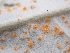  ( - FDS-CA-05118)  @11 [ ] by (2024) Mandy Hackney Fungal Diversity Survey