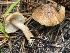 ( - FDS-CA-05354)  @11 [ ] by-nc (2024) Damon Tighe Fungal Diversity Survey
