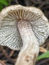  ( - FDS-CA-05354)  @11 [ ] by-nc (2024) Damon Tighe Fungal Diversity Survey