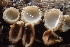 ( - FDS-CA-05359)  @11 [ ] by-nc (2024) Damon Tighe Fungal Diversity Survey