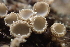  (Brunnipila sp. CA05 - FDS-CA-05359)  @11 [ ] by-nc (2024) Damon Tighe Fungal Diversity Survey