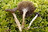  ( - FDS-CA-05362)  @11 [ ] by-nc (2024) Damon Tighe Fungal Diversity Survey