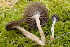  ( - FDS-CA-05362)  @11 [ ] by-nc (2024) Damon Tighe Fungal Diversity Survey