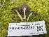 ( - FDS-CA-05362)  @11 [ ] by-nc (2024) Damon Tighe Fungal Diversity Survey
