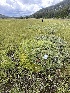  ( - FDS-CA-05372)  @11 [ ] by-nc (2024) Damon Tighe Fungal Diversity Survey