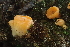 ( - FDS-CA-05373)  @11 [ ] by-nc (2024) Damon Tighe Fungal Diversity Survey