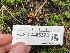  ( - FDS-CA-05373)  @11 [ ] by-nc (2024) Damon Tighe Fungal Diversity Survey