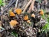  ( - FDS-CA-05373)  @11 [ ] by-nc (2024) Damon Tighe Fungal Diversity Survey