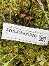  ( - FDS-CA-05376)  @11 [ ] by-nc (2024) Damon Tighe Fungal Diversity Survey
