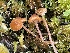  ( - FDS-CA-05376)  @11 [ ] by-nc (2024) Damon Tighe Fungal Diversity Survey
