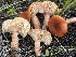  ( - FDS-CA-05377)  @11 [ ] by-nc (2024) Damon Tighe Fungal Diversity Survey