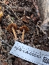  ( - FDS-CA-06843)  @11 [ ] by-nc (2024) Stu Pickell Fungal Diversity Survey