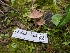  ( - FDS-CA-06847)  @11 [ ] by-nc (2024) Stu Pickell Fungal Diversity Survey