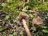  ( - FDS-CA-06847)  @11 [ ] by-nc (2024) Stu Pickell Fungal Diversity Survey