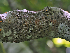  ( - FDS-CA-05951)  @11 [ ] by-nc (2024) Fresno Mycology Society Fungal Diversity Survey