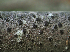  ( - FDS-CA-05951)  @11 [ ] by-nc (2024) Fresno Mycology Society Fungal Diversity Survey