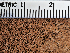  ( - FDS-CA-05953)  @11 [ ] by-nc (2024) Fresno Mycology Society Fungal Diversity Survey