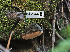  ( - FDS-CA-05953)  @11 [ ] by-nc (2024) Fresno Mycology Society Fungal Diversity Survey