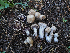  ( - FDS-CA-05957)  @11 [ ] by-nc (2024) Fresno Mycology Society Fungal Diversity Survey