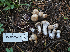  ( - FDS-CA-05957)  @11 [ ] by-nc (2024) Fresno Mycology Society Fungal Diversity Survey