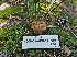  ( - FDS-CA-05959)  @11 [ ] by-nc (2024) Fresno Mycology Society Fungal Diversity Survey