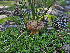  ( - FDS-CA-05959)  @11 [ ] by-nc (2024) Fresno Mycology Society Fungal Diversity Survey