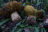  ( - FDS-CA-05398)  @11 [ ] by-nc (2024) Unspecified Fungal Diversity Survey