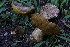  ( - FDS-CA-05398)  @11 [ ] by-nc (2024) Unspecified Fungal Diversity Survey