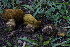  ( - FDS-CA-05398)  @11 [ ] by-nc (2024) Unspecified Fungal Diversity Survey