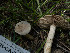  ( - FDS-CA-06826)  @11 [ ] by-nc (2024) Stu Pickell Fungal Diversity Survey