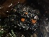  ( - FDS-CA-04983)  @11 [ ] c (2024) Rudy Diaz Fungal Diversity Survey