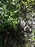  ( - FDS-CA-04983)  @11 [ ] c (2024) Rudy Diaz Fungal Diversity Survey