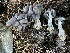  ( - FDS-CA-07804)  @11 [ ] by-nc (2024) Damon Tighe Fungal Diversity Survey