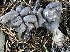  ( - FDS-CA-07804)  @11 [ ] by-nc (2024) Damon Tighe Fungal Diversity Survey