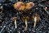  ( - FDS-CA-04859)  @11 [ ] by-nc (2024) Dean Lyons Fungal Diversity Survey