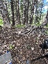  ( - FDS-CA-04862)  @11 [ ] by-nc (2024) Dean Lyons Fungal Diversity Survey