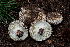  ( - FDS-CA-04862)  @11 [ ] by-nc (2024) Dean Lyons Fungal Diversity Survey