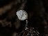  ( - FDS-CA-06727)  @11 [ ] by (2024) Justin Paulin Fungal Diversity Survey