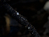  ( - FDS-CA-06727)  @11 [ ] by (2024) Justin Paulin Fungal Diversity Survey