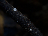  ( - FDS-CA-06727)  @11 [ ] by (2024) Justin Paulin Fungal Diversity Survey
