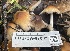  ( - FDS-CA-07809)  @11 [ ] by-nc (2024) Damon Tighe Fungal Diversity Survey