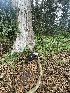  ( - FDS-CA-07807)  @11 [ ] by-nc (2024) Damon Tighe Fungal Diversity Survey