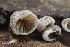  ( - FDS-CA-07807)  @11 [ ] by-nc (2024) Damon Tighe Fungal Diversity Survey