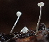  ( - FDS-CA-07822)  @11 [ ] by-nc (2024) Damon Tighe Fungal Diversity Survey