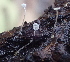  ( - FDS-CA-07822)  @11 [ ] by-nc (2024) Damon Tighe Fungal Diversity Survey